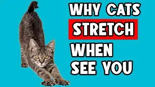WHY YOUR CAT STRETCHES WHEN SEEING YOU 🔥