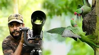 Wildlife Photography Vlog 50 | Behind Scenes Wildlife Photography | #parrot   #parakeet #birds |