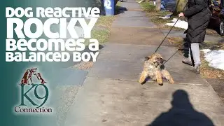Dog Reactive Rocky Becomes a Balanced Boy