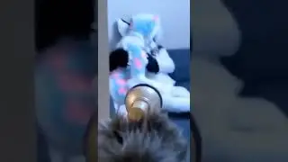 #фурри