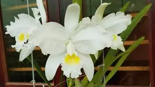 Cattleya lueddemanniana var alba