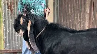 🔥 এমন শিং ও কান! চট্টগ্রামে দেখা গেলো ইউনিক কালো পাঠা | Manasha Puja Collection 2025