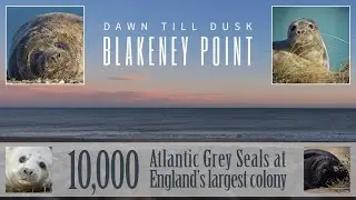 Dawn to Dusk on Blakeney Point with 10,000 Atlantic grey seals - North Norfolk Magic
