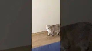 Мозговой штурм 🧠
