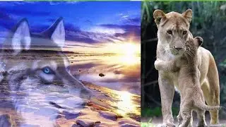 ENDEARING PHOTOS OF ANIMALS THAT CAPTURED WILDLIFE || NINA MIX VLOGS