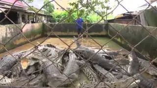 Crocodiles to guard death row drug dealers in new prison
