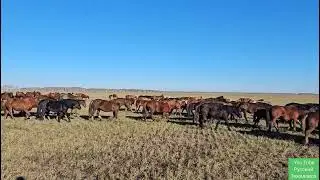 Жеребец Малыш  мчится за табуном. Не спокойная ночь. Что-то было....