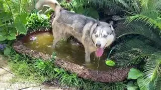 husky enjoying a bath in a pond