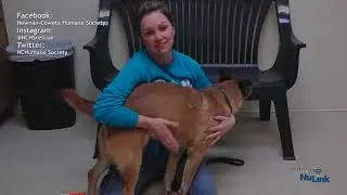 AdoptAPet Show 20200114