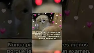 gatos maullando enojado peleando
