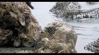 Restore Our Shores
