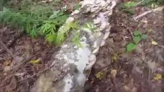 утино-грибная охота