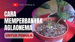 Cara Memperbanyak Aglaonema untuk Pemula dengan perelengkapan yang mudah di dapat