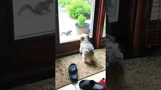 Зверь запертый в клетке. А ну выпустите меня немедленно!