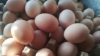 Собираю яйца. #КУРЫ, #ГУСИ, #ИНДЮКИ