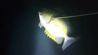 Mamahaling lapu lapu napana ko | night spearfishing | tuli link: @NegnegKulotsTV