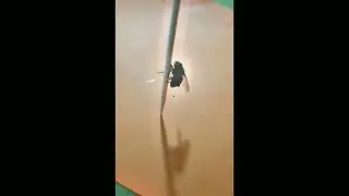 Муха крутиться на зубочистке. Фулл мема.