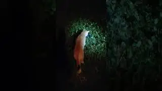 ОПАСНОЕ ЖИВОТНОЕ МОЖЕТ ПОКУСАТЬ КОТА😱