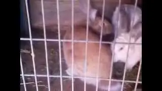 Извращенец:D