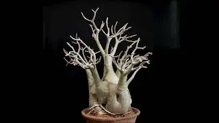 Adenium