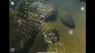 Swimming with fishes
