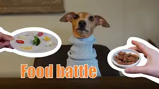 Does my dog prefer her favorite treats or these foods? | FOOD BATTLE