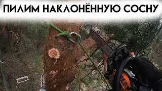 Убираем наклонённую сосну над забором