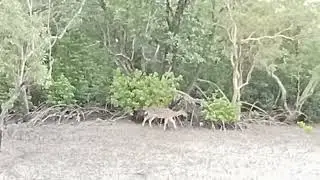 Sundarban at west bengal india (2)