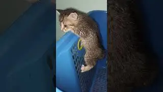 mau nark mk
