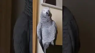 Что хочу, то и ворочу