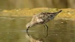 CORRELIMOS ZARAPITIN / CURLEW SANDPIPER