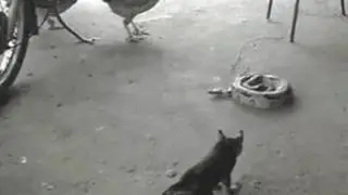 Cat Fighting With Snake