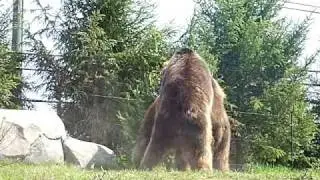 Brown Bears in New Exhibit at Columbus Zoo's Polar Frontier