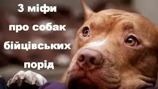 3 міфи про собак бійцівських порід  3 myths about dogs of fighting breeds