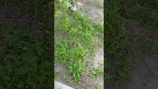 Pulling Weeds