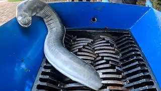 Shredding a Giant Eel! You Won’t Believe the Ending!