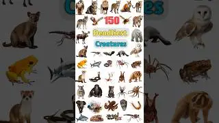 Deadliest Creatures: Part 5 #animalsname #wildanimals #deadliest #animalname #dangerousanimalsname