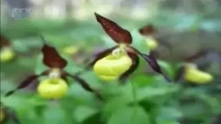 Plants of the Red Book of Russia: snowdrop folded, Siberian and Caucasian Kandik