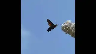 Hummingbird Hawk-Moth in slow motion