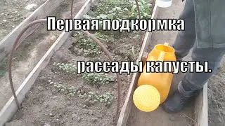 Первая подкормка рассады ранней капусты.