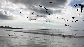 Beach video birds flying