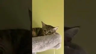 ПЛЮШЕЧКА Маленькая