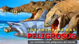 Los animales más PELIGROSOS del planeta || Documentales 2020 HD Español