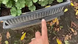 Подготовка пеларгоний к зимовке