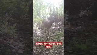 Karaca #fotokapana poz verdi #deer #nature #wildlife