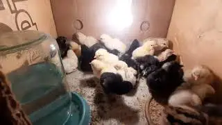 жужа 1 кун суточные цыплята