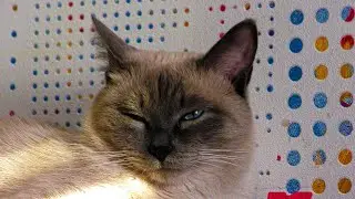 Cat Wants to Sleep