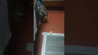 алиска играется с конфетой