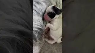 #hiccup #newbornpuppy #puppylove #nursery #dog #englishsetter #newborndog #sleepingpuppy