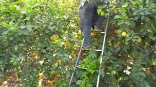 Уборка лимонов в Израиле.